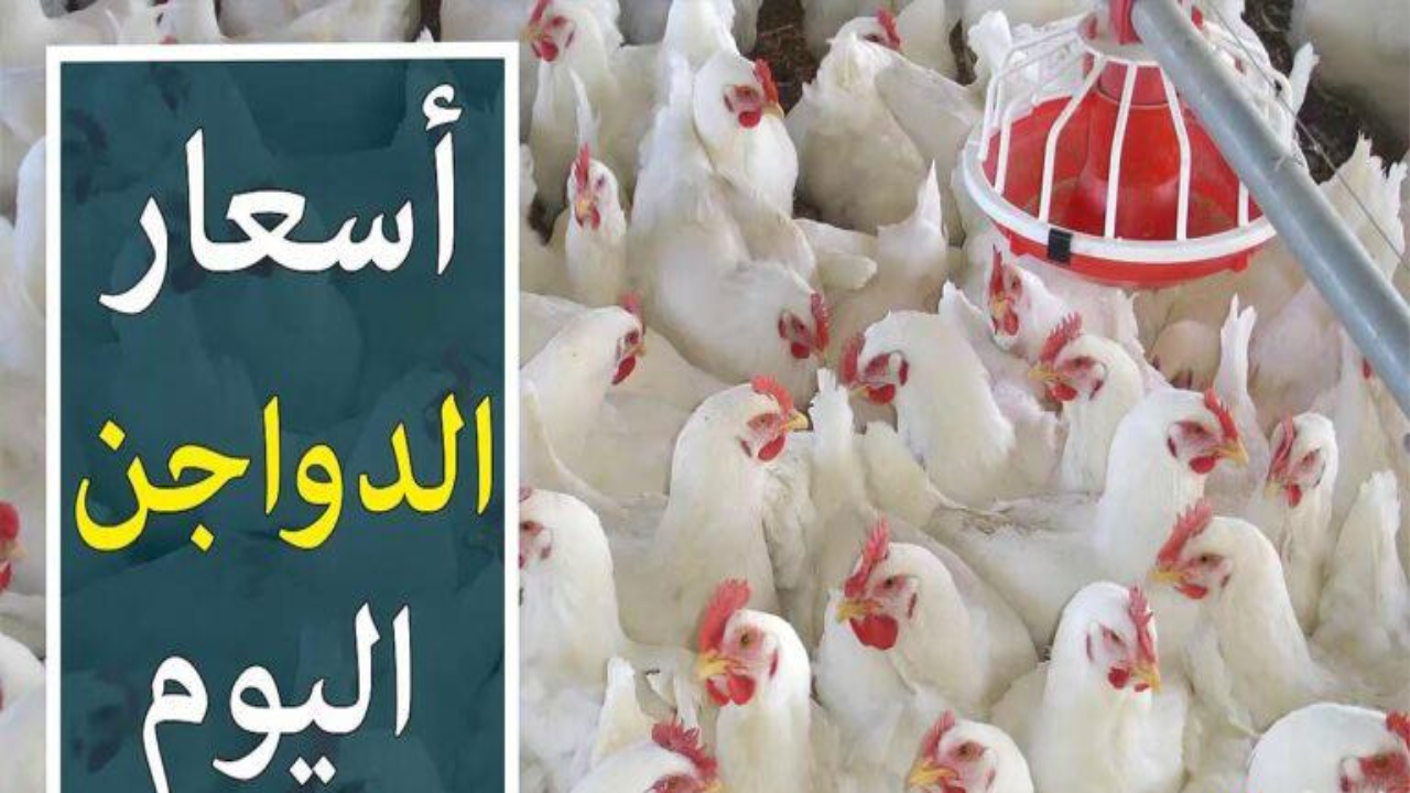 “كيلو الوراك بكام؟” أسعار الفراخ البيضاء في بورصة الدواجن اليوم الثلاثاء 18/2/2025