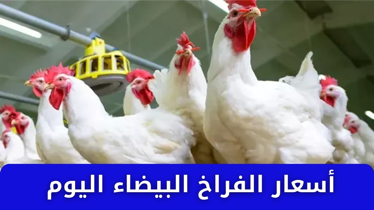 الفرخة وصلت كم .. أسعار الفراخ البيضاء اليوم الثلاثاء 4 فبراير 2025 في الأسواق للمستهلك