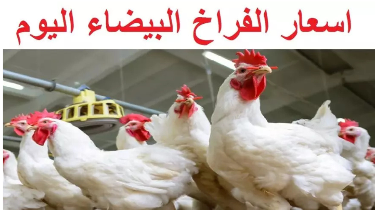 “بكام الفراخ النهاردة؟!!”.. أسعار الفراخ البيضاء في بورصة الدواجن اليوم الأحد 16 فبراير 2025