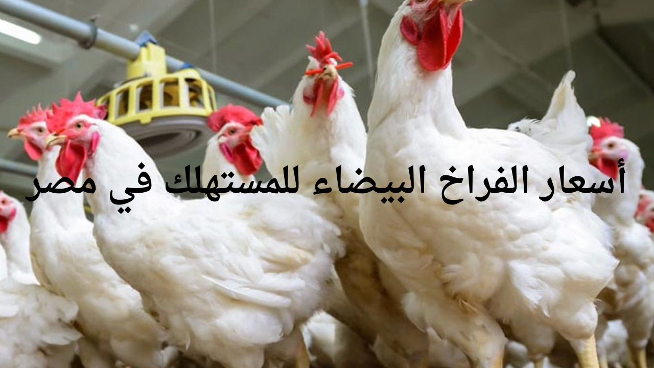 “الفراخ رخيصة ولا غالية؟”.. بورصة الدواجن اليوم الأربعاء أسعار الفراخ البيضاء للمستهلك في مصر