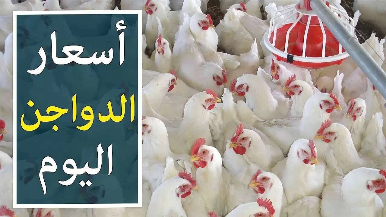 “يابختك يالي هتخزن اليومين دول”.. أسعار الفراخ في بورصة الدواجن اليوم الخميس 20 فبراير 2025