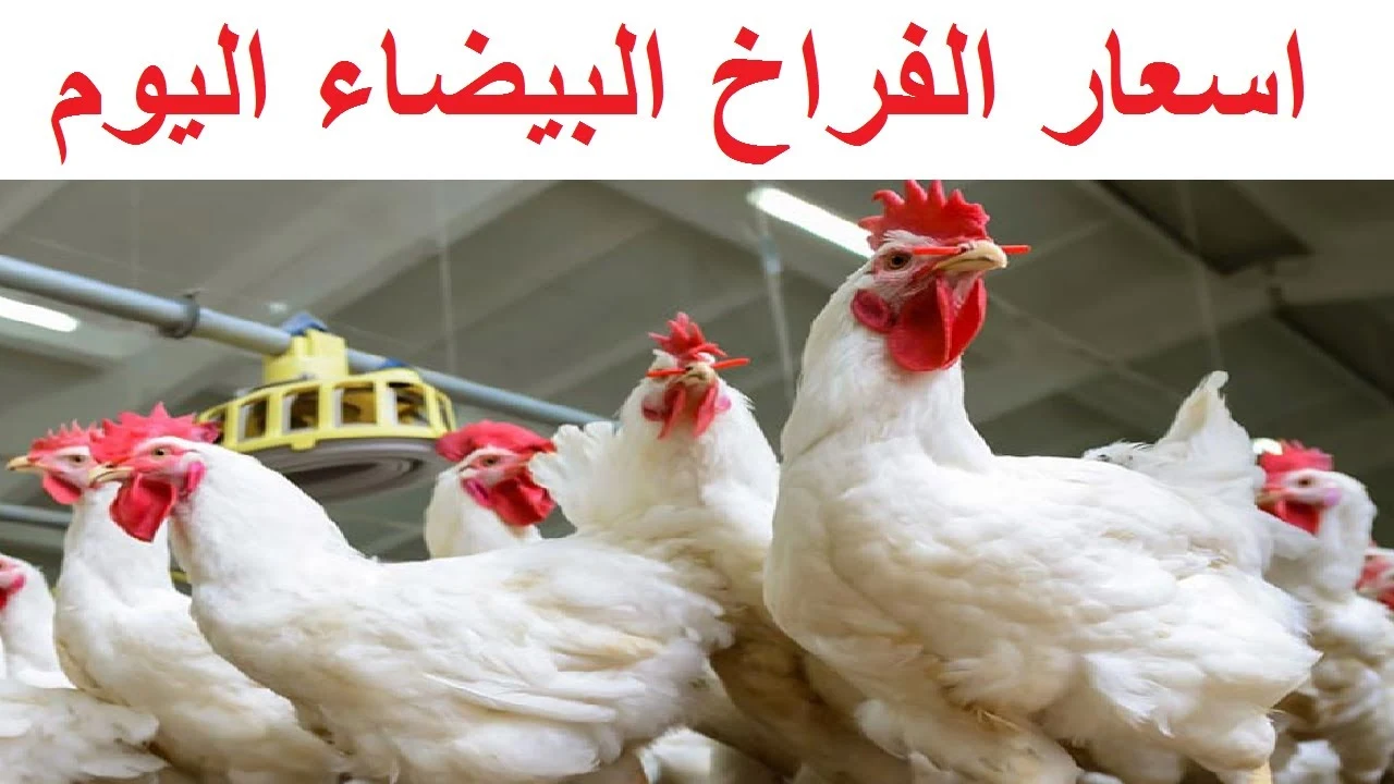إرتفاع جديد.. أسعار بورصة الدواجن اليوم الأربعاء 12/2/2025 والكتاكيت بالأسواق