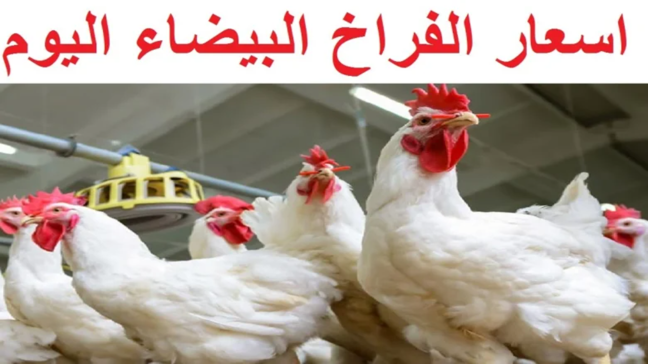 “بكام النهاردة؟” أسعار الفراخ في بورصة الدواجن اليوم الأربعاء 19 فبراير 2025