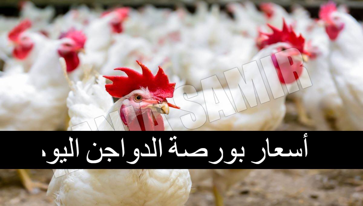 بكام؟.. أسعار بورصة الدواجن اليوم الأربعاء 5/2/2025 والكتاكيت في الأسواق المصرية