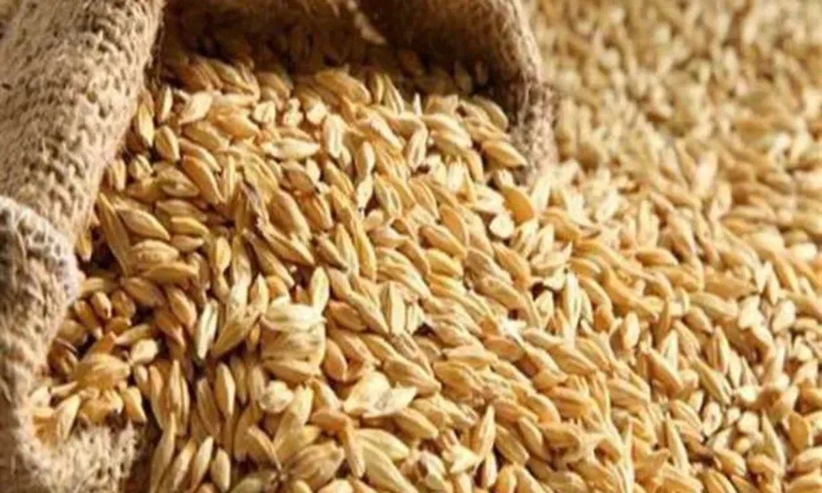 بعد تثبيت الفائدة.. سعر طن الأرز الشعير نهاية تعاملات اليوم