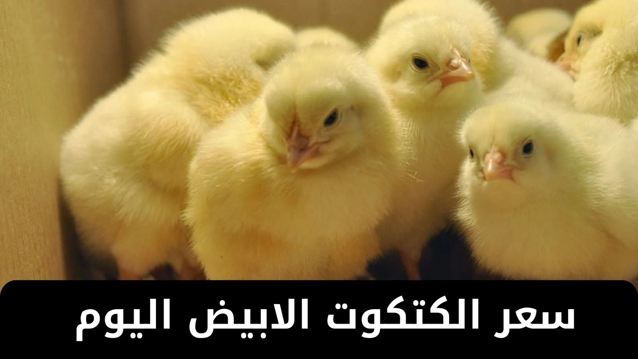السعر ثابت على موقفه .. سعر الكتكوت الابيض اليوم الثلاثاء 4 فبراير 2025 في بورصة الدواجن