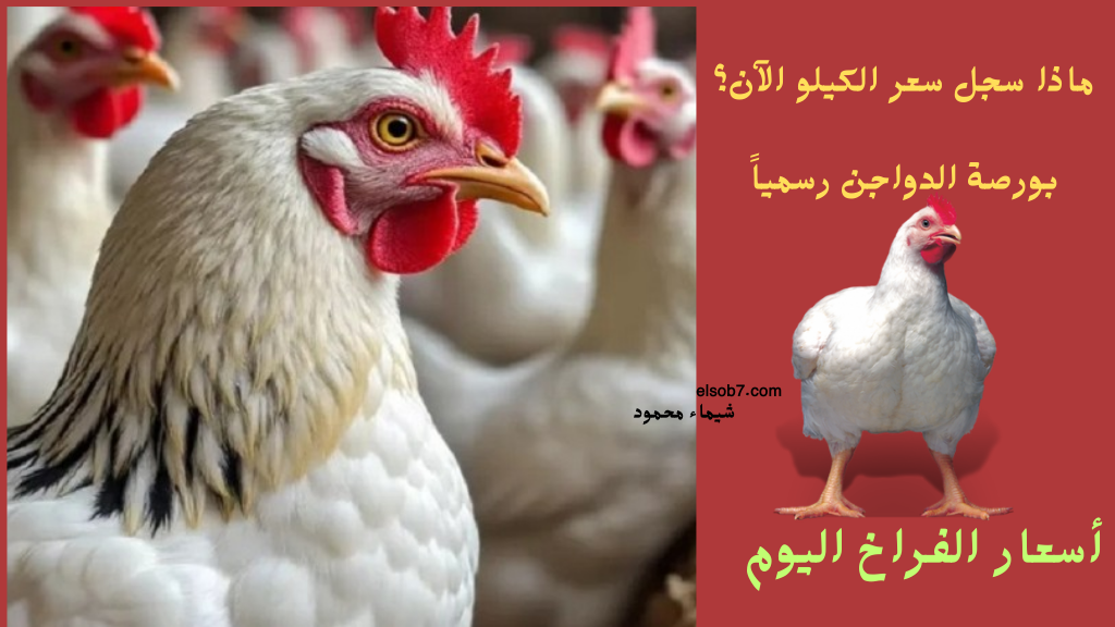 “الدواجن النهاردة” سعر كيلو الفراخ البيضاء اليوم الاحد 16-2-2025 بعد هبوط يوم أمس!