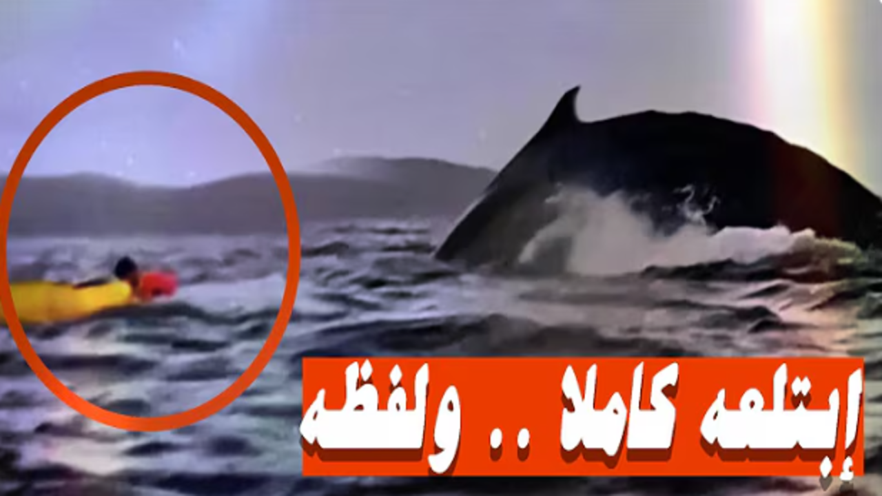 “قصة لا تصدق”.. إبتلاع حوت لشاب ونجاته بأعجوبه في ظاهرة مثيرة أمام والده معجزة حقيقية بالفيديو كيف حدث ذلك ؟