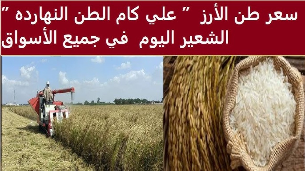 “خزن قبل ميغلي”.. سعر طن الأرز الشعير اليوم الثلاثاء 4/3/2025 في الأسواق المصرية