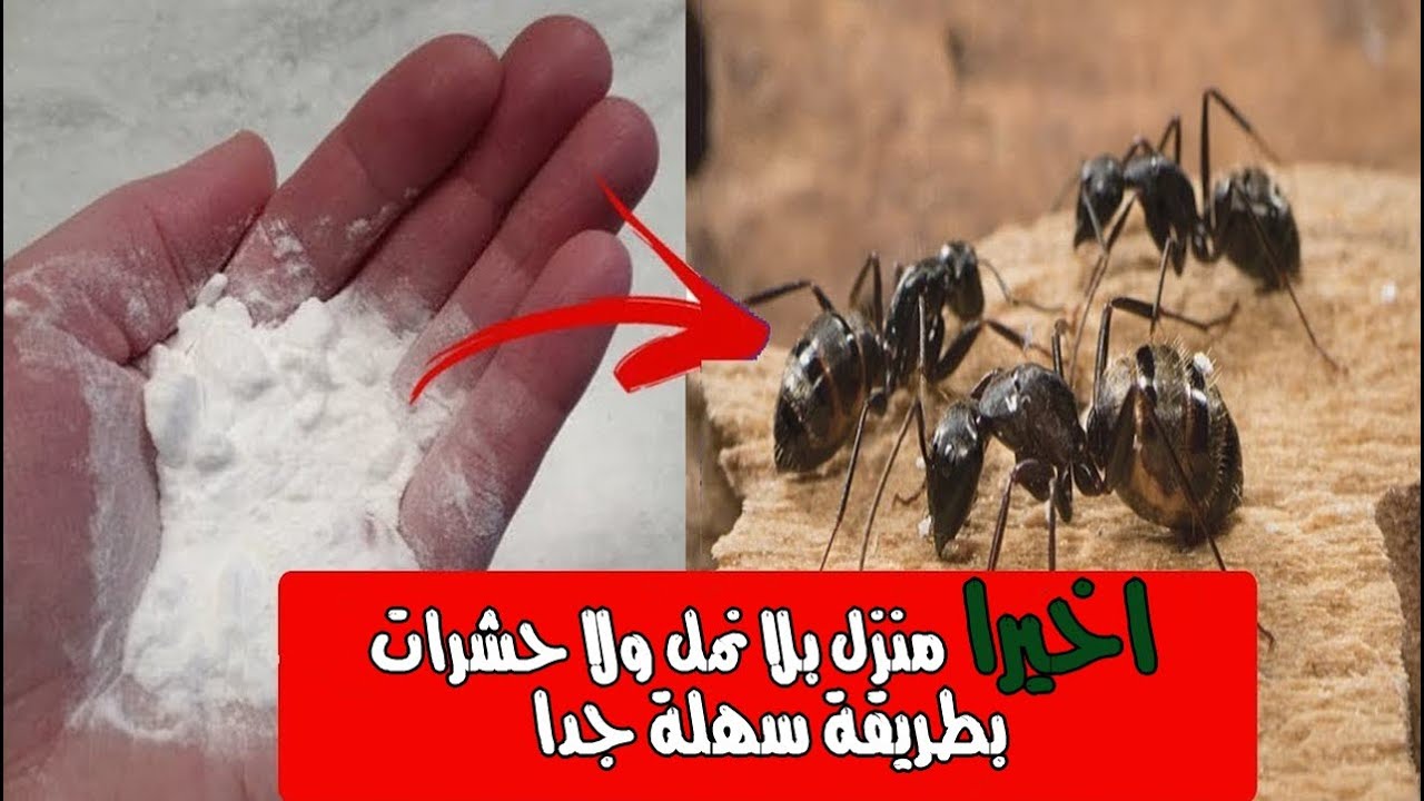 افضل طريقة جبارة للتخلص من النمل والصراصير في المنزل والمطبخ بدون مواد كيماوية