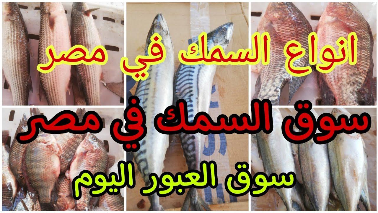 “بكام البوري والبلطي”.. أسعار السمك والجمبري اليوم بسوق العبور الأربعاء 5 مارس 2025
