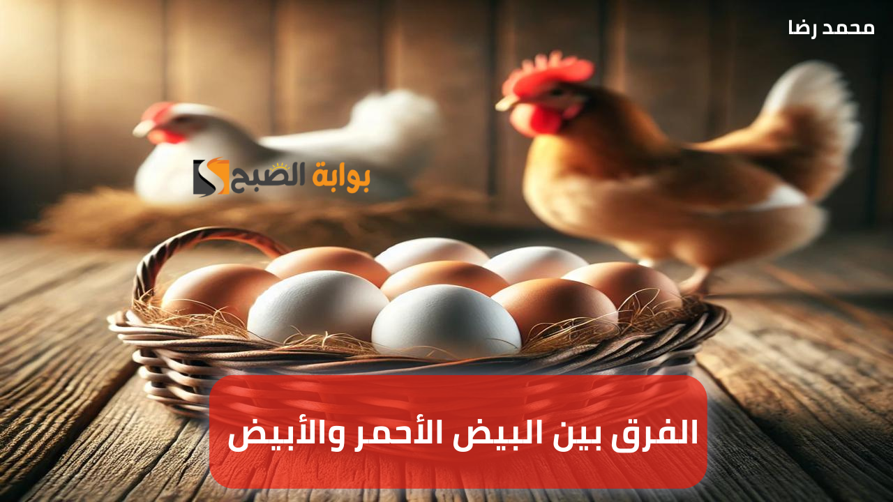 الفرق بين البيض الأحمر والأبيض.. وهل هناك فرق بينهما من حيث القيمة الغذائية؟
