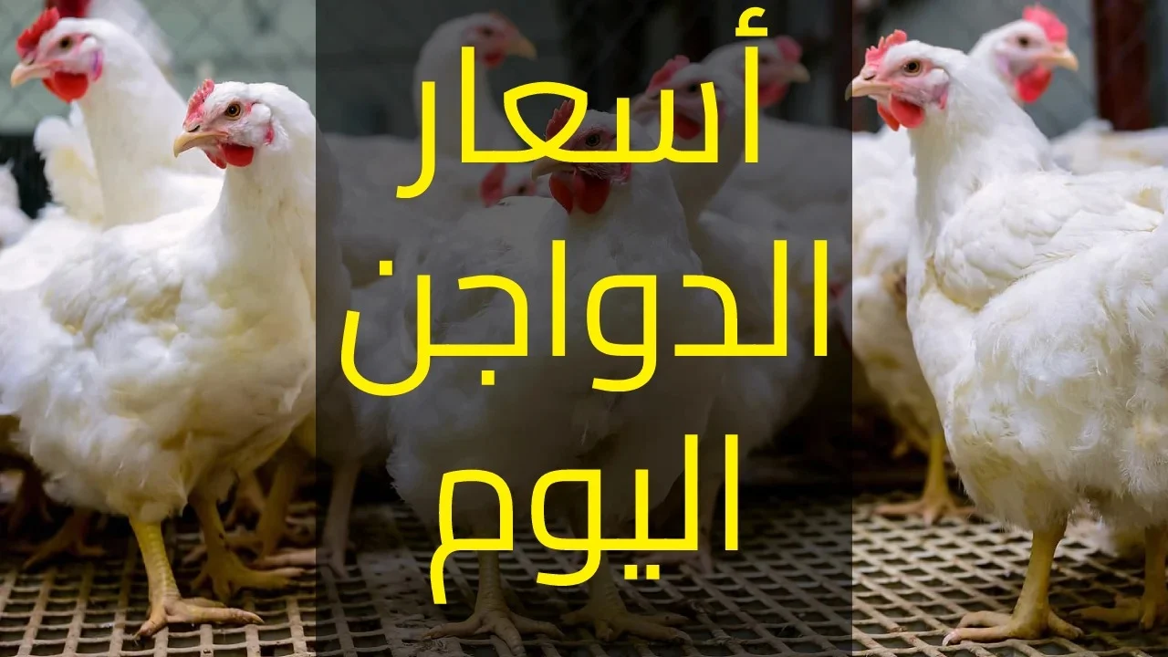 “الكيلو بـ 93 جنيهًا” بورصة الدواجن اليوم أسعار الفراخ البيضاء وأسعار البيض اليوم 5 مارس 2025