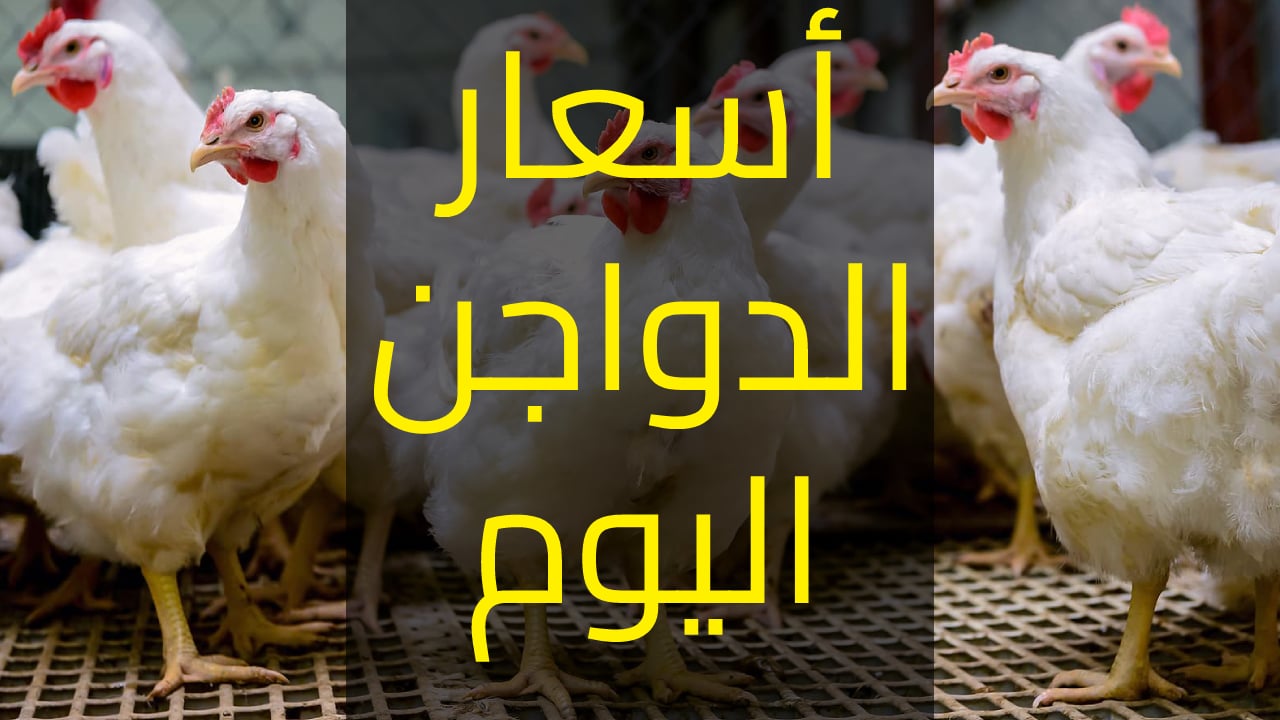 “الناس كلها بتشتريها في رمضان” .. أسعار الفراخ اليوم السبت 1 مارس أول يوم رمضان .. شوف سعرها وصل كام
