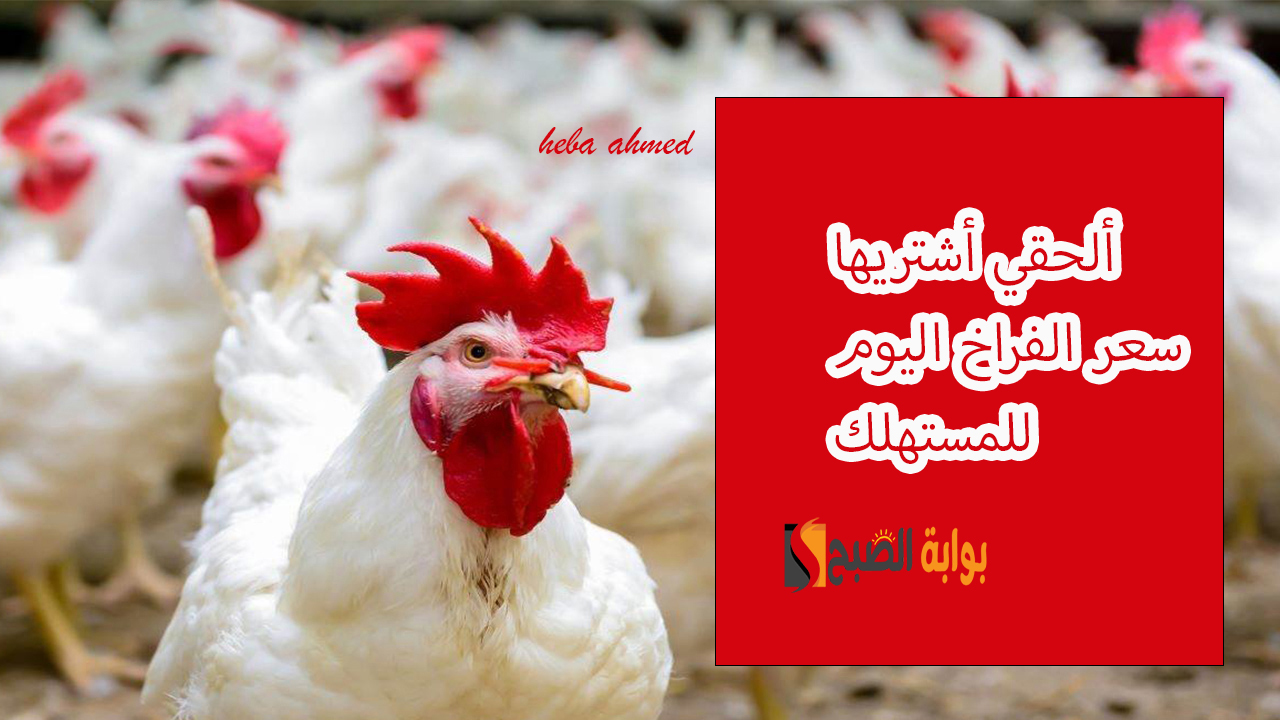 كم سعر الفراخ.. أسعار الدواجن اليوم الأربعاء 23 أبريل 2025 بعد التراجع للمستهلك