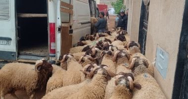 عيد بلا أضحية في المغرب.. جهود مكثفة لضبط المواشي ومنع ذبحها خلال الاحتفالات
