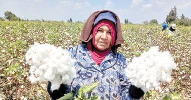 كيف تساهم زراعة الأقطان قصيرة التيلة في تقليص الواردات وتلبية متطلبات الصناعة المحلية؟