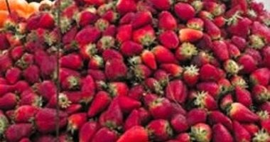 مصر تتصدر العالم في تصدير الفراولة المجمدة بـ383 مليون دولار إلى أكثر من 100 سوق عالمي